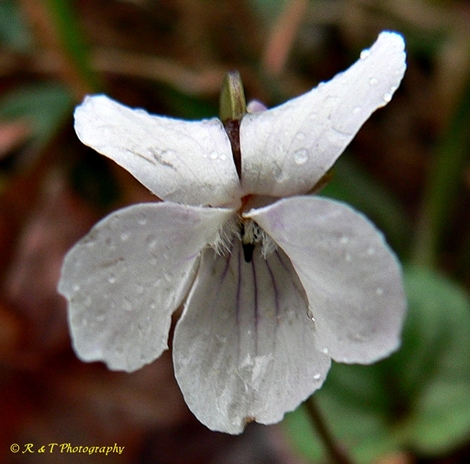 {Viola walteri}